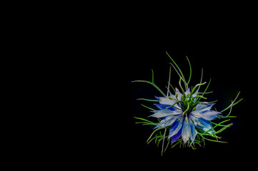 Blue flower isolated black background lower right