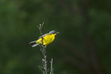 yellow bird on a branch on a green background
