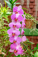 Pink color orchid flowers blooming in the Royal Botanical Garden Peradeniya, Kandy Sri Lanka
