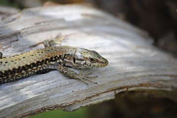 Lézard