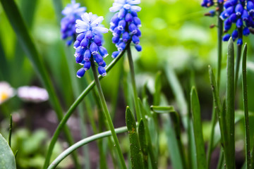 bright blue flowers floral background bloom blue hyacinths selective focus blurred background