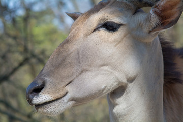 Obraz premium visiting the Zoo of Affi, near lake Garda, italian Zoo, nature and wildlife