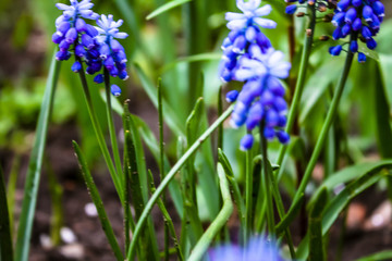 bright blue flowers floral background bloom blue hyacinths selective focus blurred background