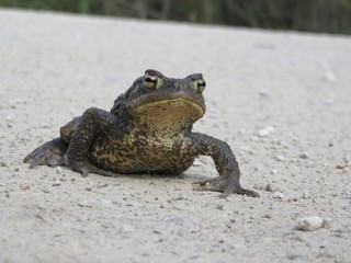 Frog