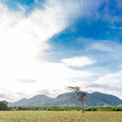 Obraz premium Panoramic beautiful view on pasture field and hills with lonely died tree. Cloudy blue sky and yellow dry grass on the field.