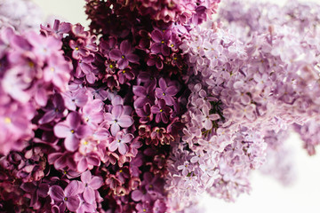 floral texture of lilac on a white background