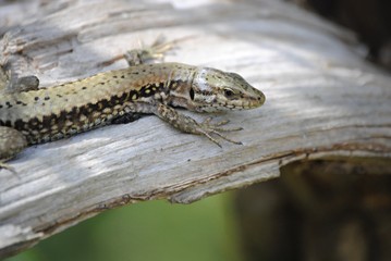 Lézard