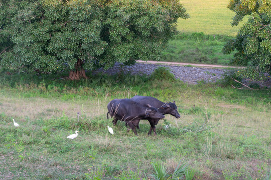 Wild Buffalos in paddy field, polonnaruwa Sri Lanka