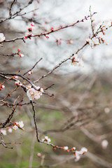 Beautiful flowering apricot tree in spring time