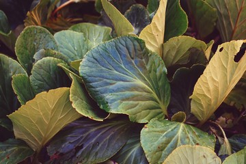 Obraz premium green plant leaves textured in the garden in summer