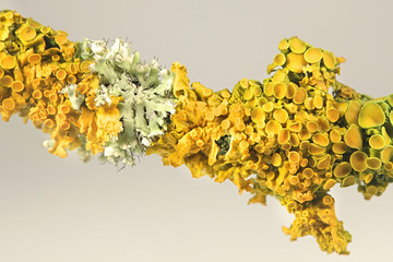 Yellow shore lichen, Xanthoria parietina, and grey rosette lichen, Physcia adscendens