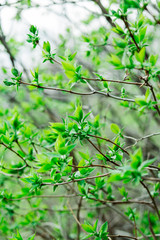 small green leaves of the Bush on nature background