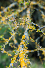 Branches of blooming cherry plum in the forest