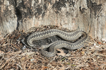 Vipera berus, known as the common European adder or common European viper