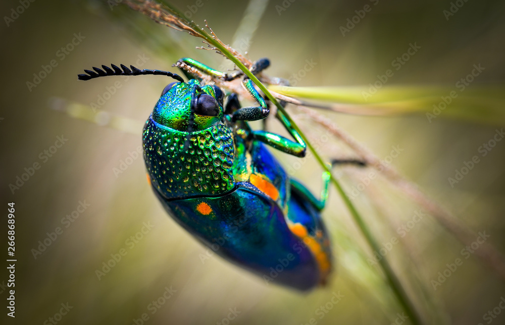 Wall mural jewel beetle in field macro shot