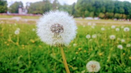 White dandelion on the field of green grass