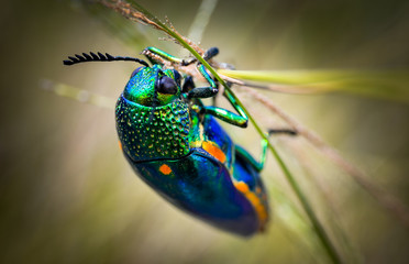 Jewel beetle in field macro shot - obrazy, fototapety, plakaty
