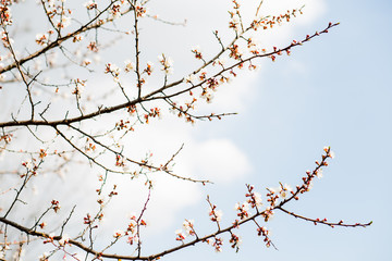 Beautiful flowering apricot tree in blue sky