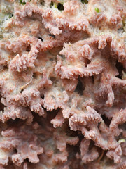 Phlebia radiata, Wrinkled Crust fungus