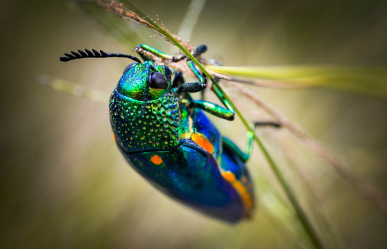 Jewel beetle in field macro shot - Powered by Adobe