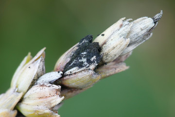 Black "sooty" head mold or mould of wheat (Alternaria spp., Cladosporium spp.), major plant pathogen of wheat
