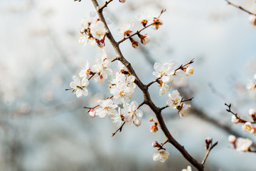 Beautiful flowering apricot tree in blue sky