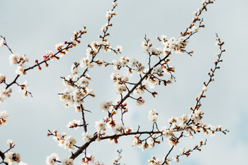 Beautiful flowering apricot tree in spring time