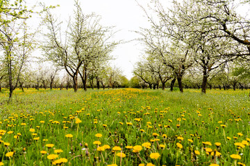 blossoming apple orchard and field of dandelions