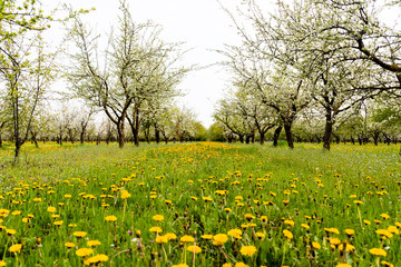 blossoming apple orchard and field of dandelions