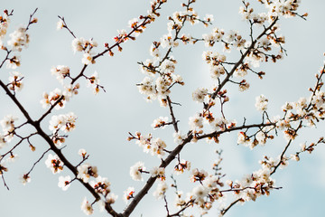 Beautiful flowering apricot tree in spring time