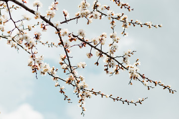 Beautiful flowering apricot tree in spring time