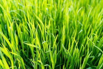 Fototapeta na wymiar green grass closeup. spring time. blurred background