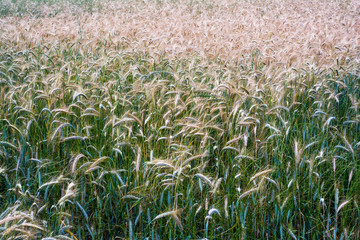 Wheat field on a sunny spring day