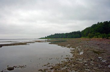 Pebble beach near the forest on a cloudy day