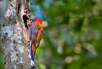 Red-headed Trogon Caught on the mouth of the cavity on tree.