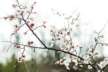 Beautiful flowering apricot tree in spring time