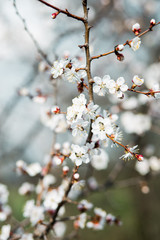 Beautiful flowering apricot tree in spring time