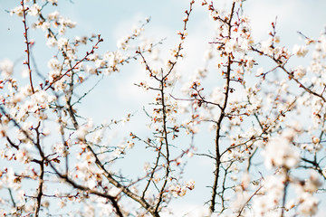 Fototapeta na wymiar Beautiful flowering apricot tree in blue sky
