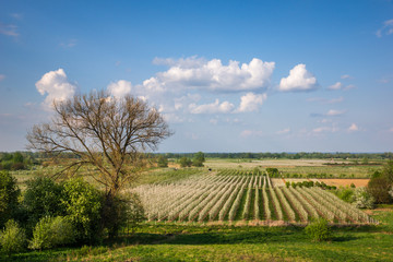 Obraz premium Blooming tree in spring orchard near Czersk, Poland