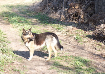 black dog stands on a rural road