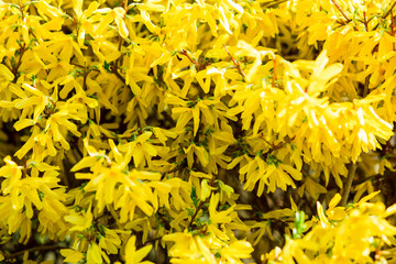shrub with bright yellow flowers in spring