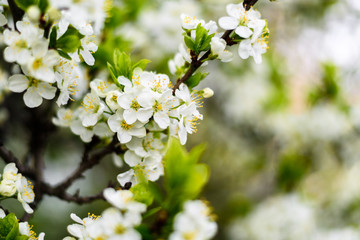Fototapeta premium White flowers on apple tree