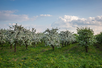 Fototapeta na wymiar Blooming tree in spring orchard near Czersk, Poland