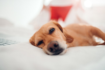 Dog lying on the white bed and sleeping