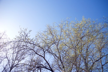 sun, blue sky tops of spring trees