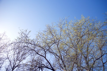 sun, blue sky tops of spring trees
