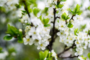 White flowers on apple tree