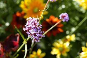 Bee collecting pollen on purple flower