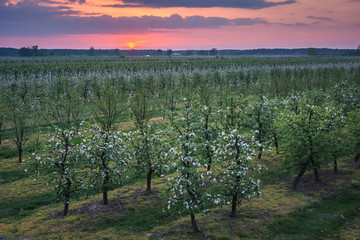 Naklejka premium Sunset over the blooming tree in spring orchard near Czersk, Poland