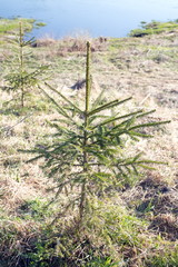 Little Christmas tree on the shore in the spring